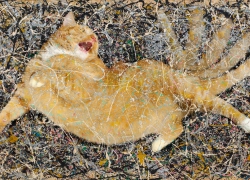 Jackson Pollock, Cat Number 1, 1949t