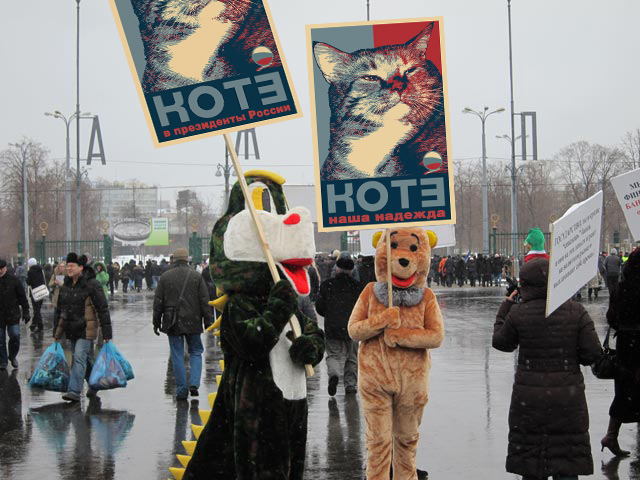 Bears vote for cats Медвед за котэ