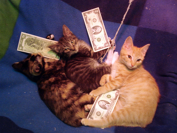 котята приюта Ржевка kittens at Rzevka shelter